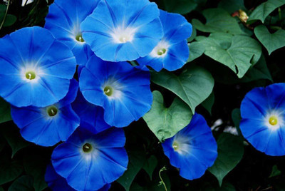 CYBEXIS F1 Hybrid Good Germination(IPOMIA Morning Glory) Seed(50 per packet)