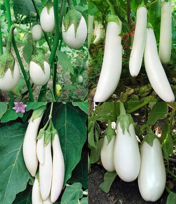 ibains Brinjal tree seeds beez 21 Seed(51 per packet)