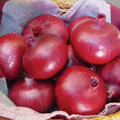WATIKA Red Onion Vegetable Onions Seed(2000 per packet)
