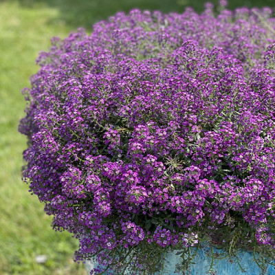 KANAYA Sweet Alyssum Seed(48 per packet)