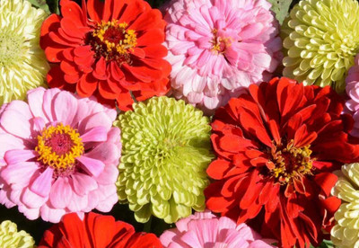 UGRA Strawberry Rhubarb Pie Zinnia Mix Seed(10 per packet)