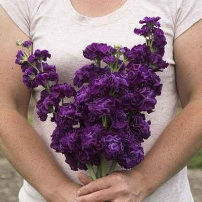 LPR STOCK Seed(15 per packet)
