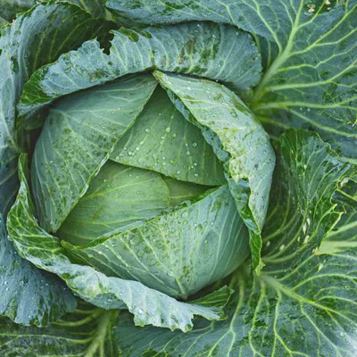 WILLVINE VNR -XIII Jersey Wakefield Cone-Shaped Cabbage [2.5g] Seed(750 per packet)