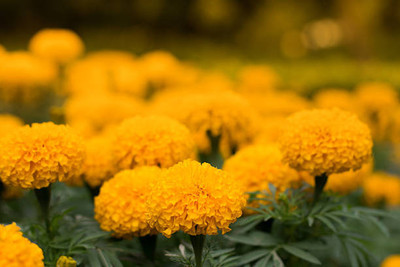 AAKASH marigold/gende ka phool flower seeds Seed(50 per packet)