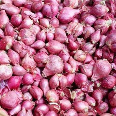 Cloud Farm Red Onion Allium Cepa Seed(200 per packet)