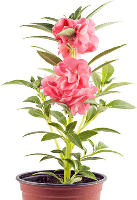 N.G.M. AGROCARE Balsam Flower Double Mixed Flower Seed(100 per packet)
