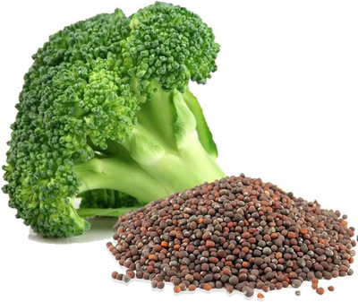 BDSresolve Hybrid Broccoli Seeds Pack Of 12 Seed(12 per packet)