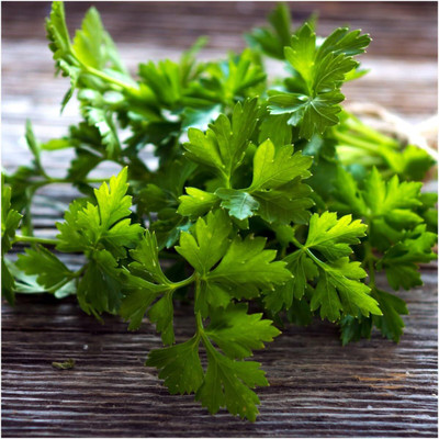 Qualtivate PUA-2A Dark Green Italian Flat Leaf Parsley Seed(200 per packet)