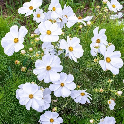 Quentova Cosmos 'Sonata White'-6L-XIL Seed(75 per packet)