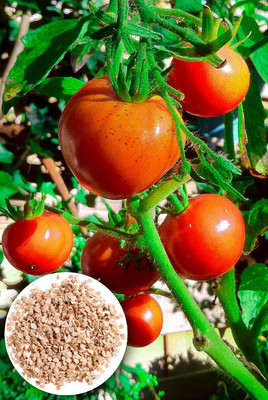 Seedsilk Store Giant Tomato Seeds | Dwarf Vegetable Seed(30 per packet)