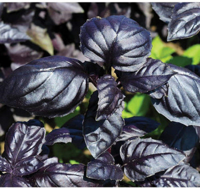WILLVINE XLL-69 Red Rubin Basil Seeds Seed(2000 per packet)