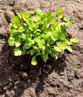 CEZIUS Seeds For planting Green leafy herb coriander-a2T Seed(190 per packet)