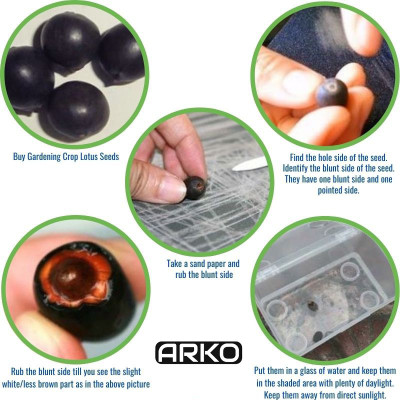Arko ™ Lotus Kamal seeds Seed(10 per packet)