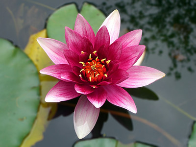 Greenfall 13 Dwarf Lotus Seeds - Ideal for Small Aquatic Gardens and Ponds Seed(10 per packet)