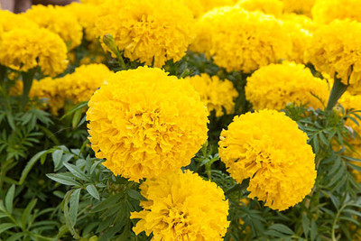 Edison marigold/gende ka phool flower seeds Seed(75 per packet)