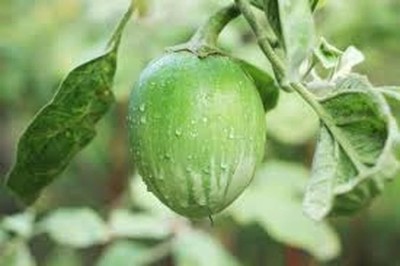 Aywal Brinjal Green Round Eggplant Hybrid Seed(170 per packet)