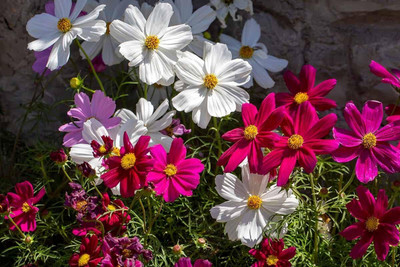Aywal Cosmos - Double Click Mixed - High Germination Seed(1 g)