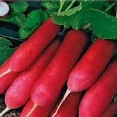 Aywal Raddish / Muli / Mooli17 Seed(500 per packet)