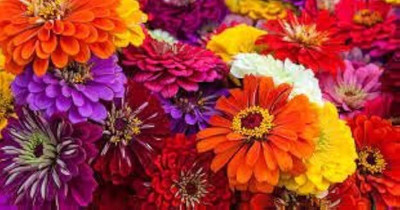 BDSresolve hybrid jinnia flower seeds pack of 34 Seed(34 per packet)
