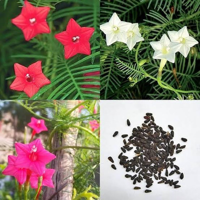 LIFELEX Tarulata Flower Seeds (Cypress Vine/Ipomoea quamoclit), Pack Of - 26 Seed(26 per packet)