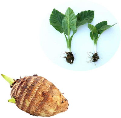 Aywal Taro Root,Kachu Seed(30 per packet)