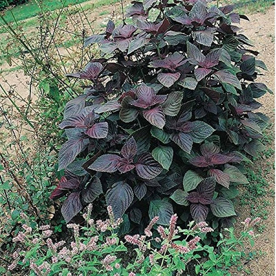 WILLVINE High Yield Red Mint Also Called Ocimum red osmin Seeds-[400 Seeds] Seed(400 per packet)