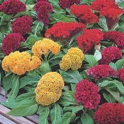 Epazo HYBRID SEEDS COCKSCOMB Seed(38 per packet)
