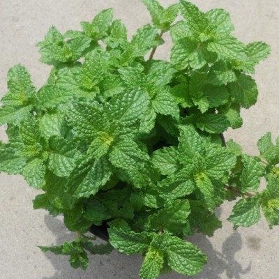 KNESSiN Mentha spicata Mint Seed(200 per packet)