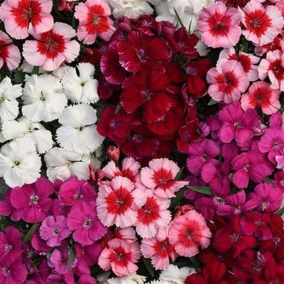 ACCELCROP Dianthus Carnation Chabaud Mix Flower Seed(100 per packet)