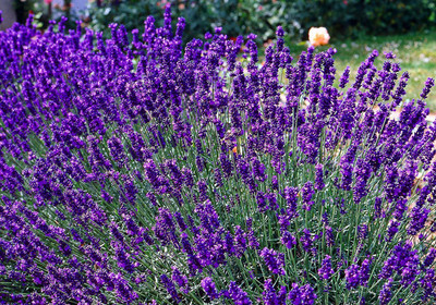 CYBEXIS NDIR-68 - Lavender Officinalis - (250 Seeds) Seed(250 per packet)