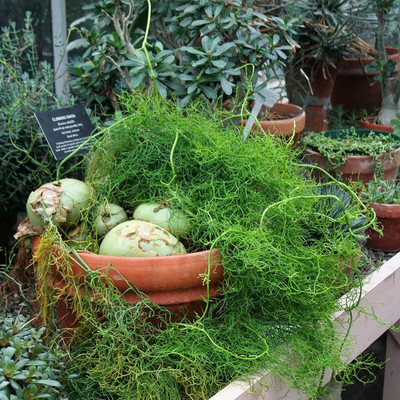 Biosnyg Climbing Onion Succulent Plant Vegetable Seeds For Planting-(750 Seeds) Seed(750 per packet)