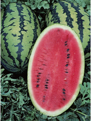 Quentova Allsweet Watermelon-VS-2S Seed(50 per packet)