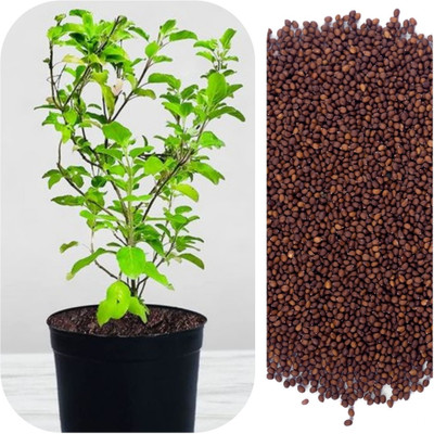 DECORPLIX Tulsi seeds Seed(120 per packet)