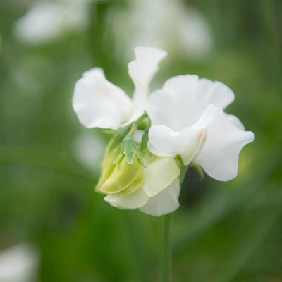 Quentova Sweet Pea Wild Swan-TKK-2U Seed(30 per packet)