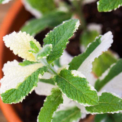 CYBEXIS HUA-99 - Pineapple Mint Rare - (150 Seeds) Seed(150 per packet)