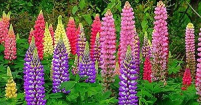 JRYU Lupin Flower f1 Hybrid Seeds Seed(30 per packet)