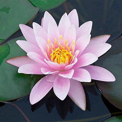 VibeX ® VLR-323 Pink Lotus Water Lily Flower Seeds Seed(25 per packet)