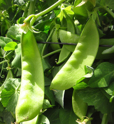 CYBEXIS TLX-7 - Oregon Giant Snow Pea - (100 Seeds) Seed(100 per packet)