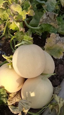 CYBEXIS GUA-15 - Pusa Sharbati Kharbuj / Musk Melon - (1350 Seeds) Seed(1350 per packet)