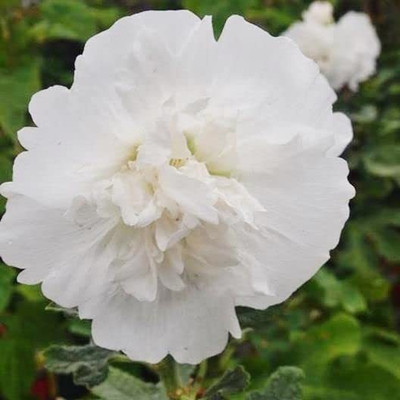 KANAYA Hollyhock Double Mix Seed(85 per packet)