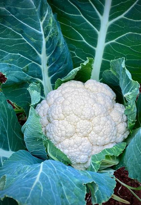 Telespazio white cauliflower,gobhee seeds Seed(30 per packet)