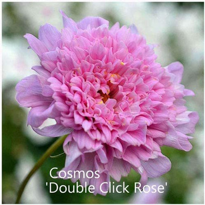 CYBEXIS Cosmos 'Double Click Rose' Seeds. Rose Cosmos Seed(50 per packet)