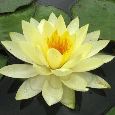 Qualtivate AXL-1AT Yellow Lotus Water Lily Flower Seeds Seed(25 per packet)