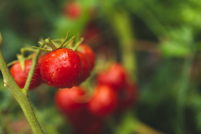 Infintegreen tomato Seed(135 per packet)