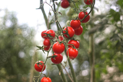Chalisa Agencies tomato Seed(70 per packet)