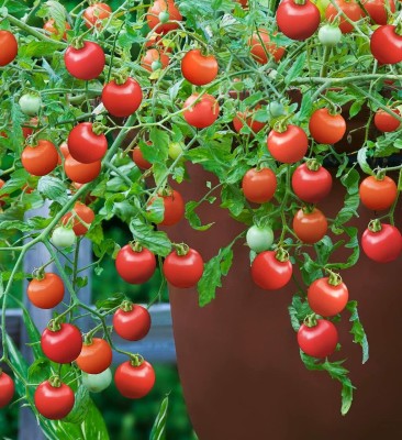 CYBEXIS Tomato Tumbling Tom Red Vegetable Seeds (Cherry)2000 Seeds Seed(2000 per packet)