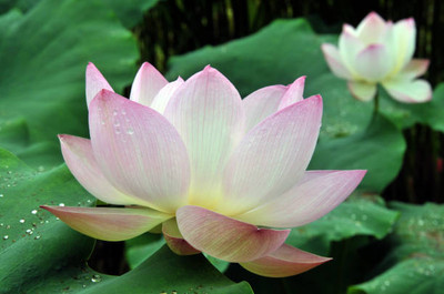 Arlo lotus,kamal seeds Seed(13 per packet)