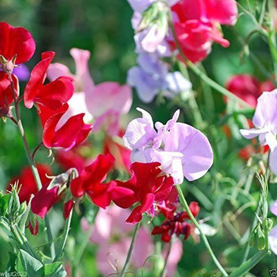VibeX ® LXI-655 Sweet Pea ‘Bijou Mix’ Seed(50 per packet)