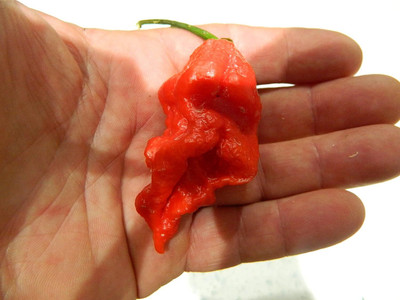 KNESSiN High Germination Naga Dorset Variety Chilli Seeds For Planting-(300 Seeds) Seed(300 per packet)