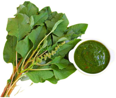 VibeX ® VLR-641 (Green Amaranthus)Cholai Saag Seed(500 per packet)